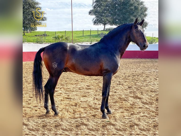 Lusitano Giumenta 3 Anni 155 cm Pelle di daino in Schönberg