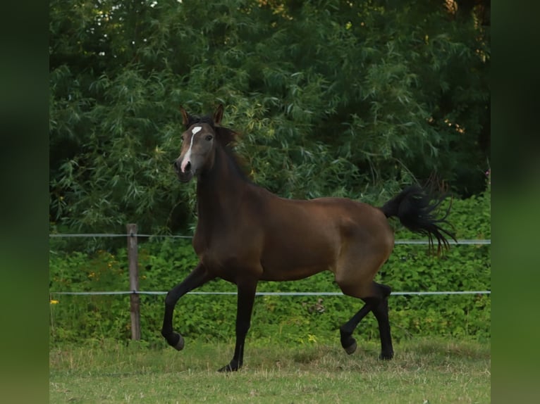 Lusitano Giumenta 3 Anni 155 cm Pelle di daino in Schönberg
