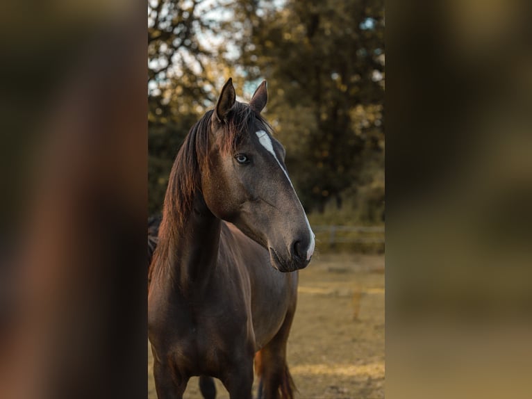 Lusitano Giumenta 3 Anni 155 cm Pelle di daino in Schönberg