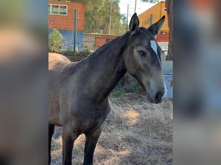 Lusitano Giumenta 3 Anni 155 cm Pelle di daino in Schönberg