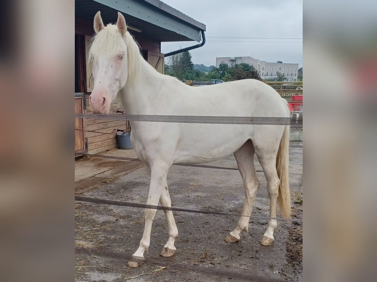 Lusitano Giumenta 3 Anni 156 cm Champagne in Châlons-en-Champagne