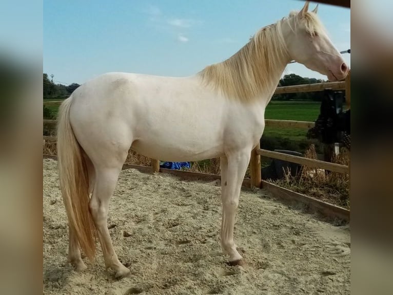 Lusitano Giumenta 3 Anni 156 cm Champagne in Châlons-en-Champagne