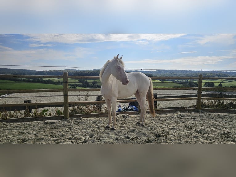 Lusitano Giumenta 3 Anni 156 cm Champagne in Châlons-en-Champagne