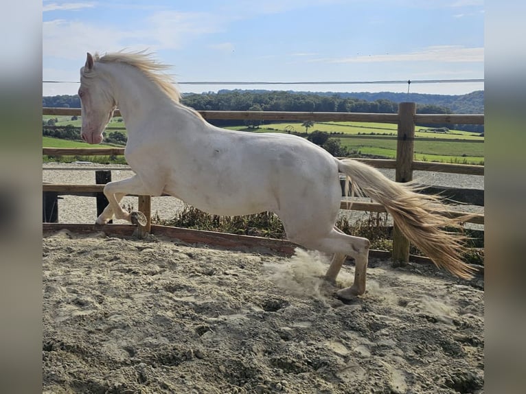 Lusitano Giumenta 3 Anni 156 cm Champagne in Châlons-en-Champagne