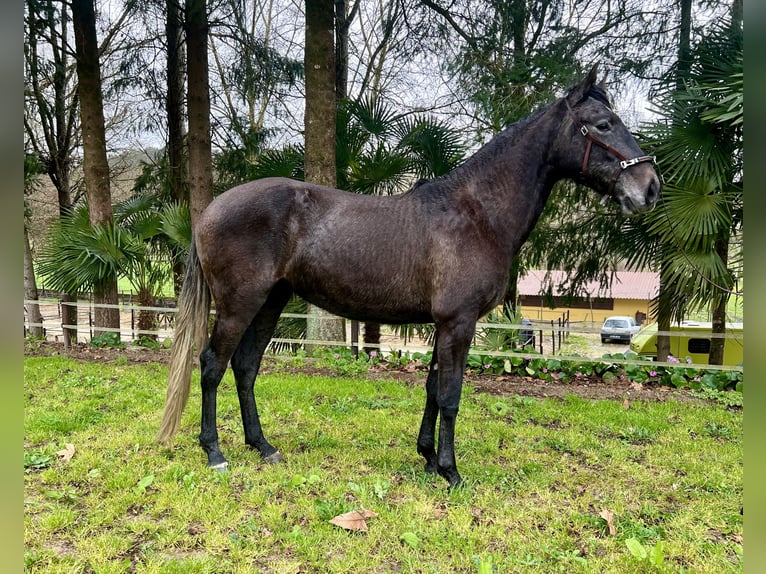 Lusitano Giumenta 3 Anni 156 cm Grigio in Amarante