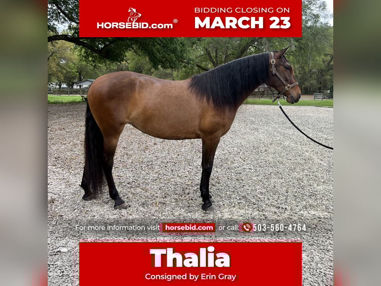 Lusitano Giumenta 3 Anni 157 cm Baio ciliegia in Ocala