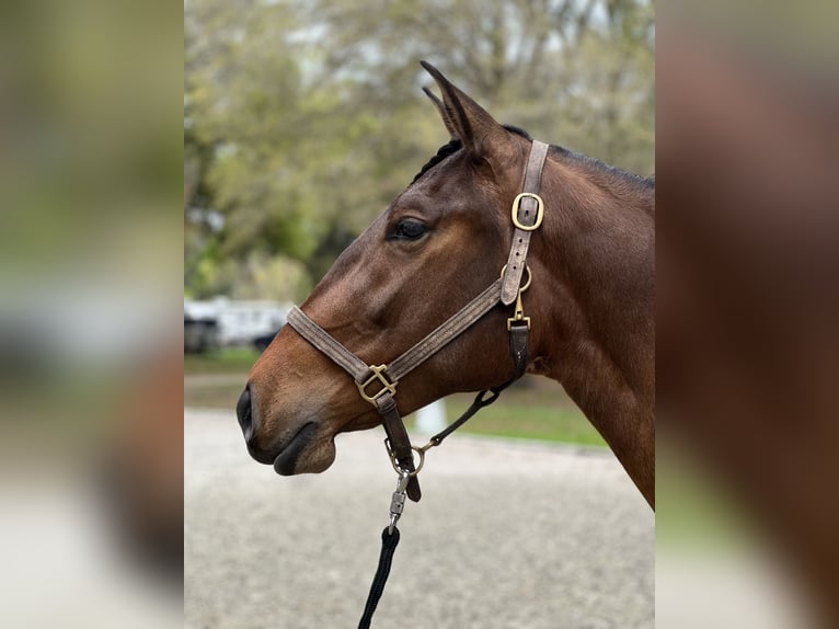 Lusitano Giumenta 3 Anni 157 cm Baio ciliegia in Ocala