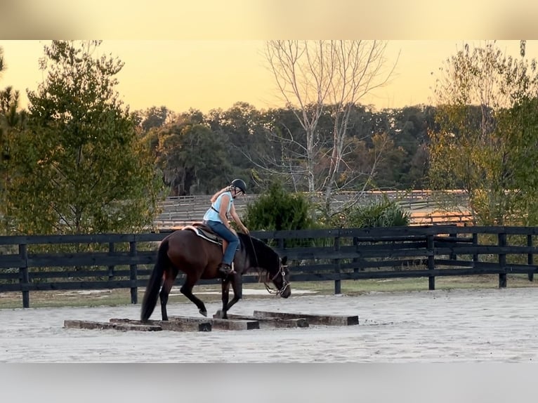 Lusitano Giumenta 3 Anni 157 cm Baio ciliegia in Ocala