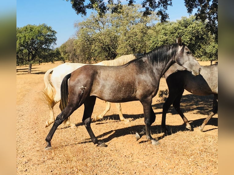 Lusitano Giumenta 3 Anni 158 cm Grigio in Valdecaballeros