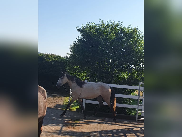 Lusitano Giumenta 3 Anni 158 cm Grigio in Lahntal