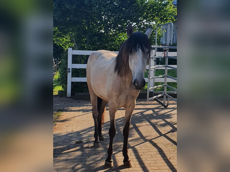 Lusitano Giumenta 3 Anni 158 cm Grigio in Lahntal