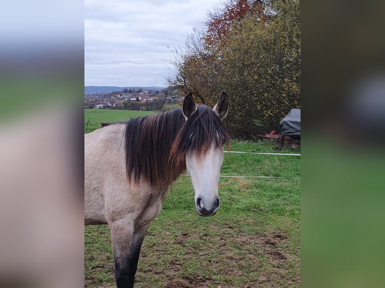 Lusitano Giumenta 3 Anni 158 cm Grigio in Lahntal