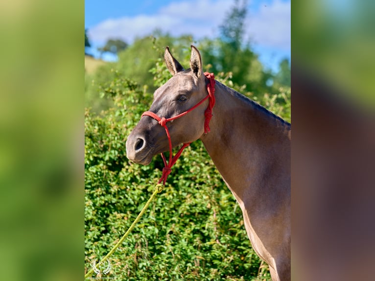 Lusitano Mix Giumenta 3 Anni 158 cm Grullo in Navalperal De Pinares