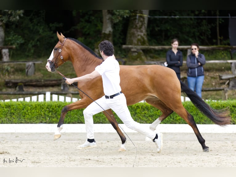 Lusitano Giumenta 3 Anni 160 cm Baio in Borken