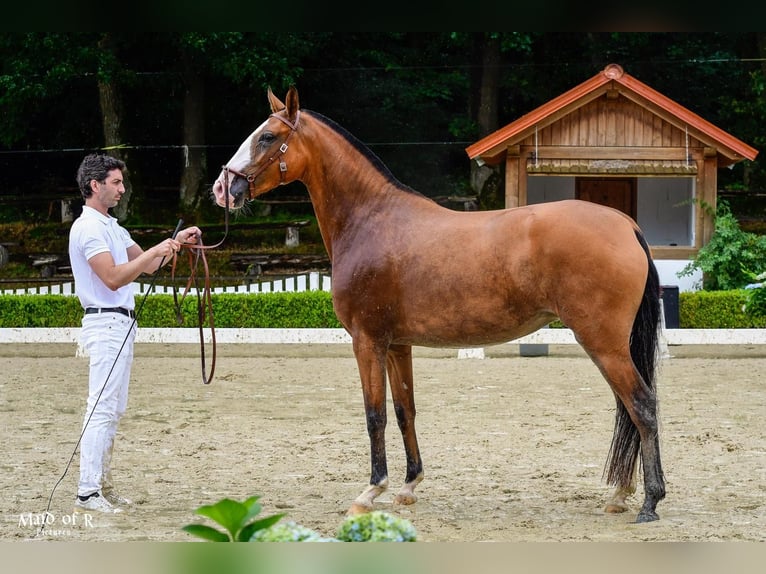 Lusitano Giumenta 3 Anni 160 cm Baio in Borken