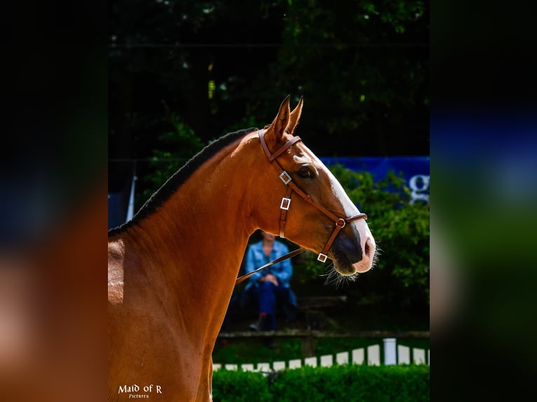 Lusitano Giumenta 3 Anni 160 cm Baio in Borken