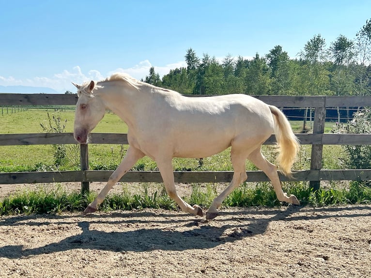 Lusitano Giumenta 3 Anni 160 cm Champagne in Franking