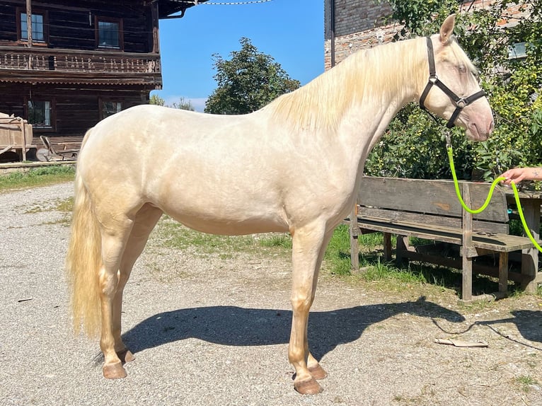 Lusitano Giumenta 3 Anni 160 cm Champagne in Franking