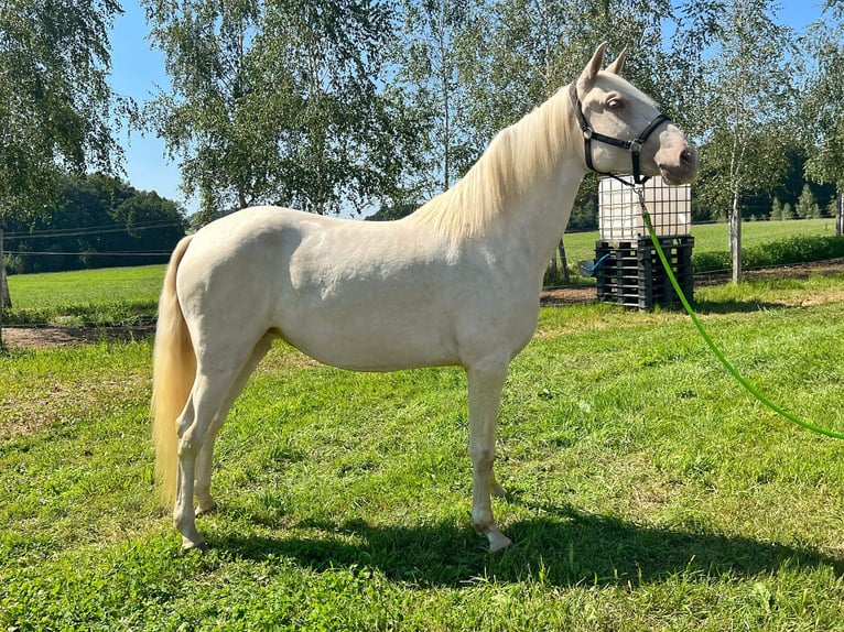 Lusitano Giumenta 3 Anni 160 cm Champagne in Franking