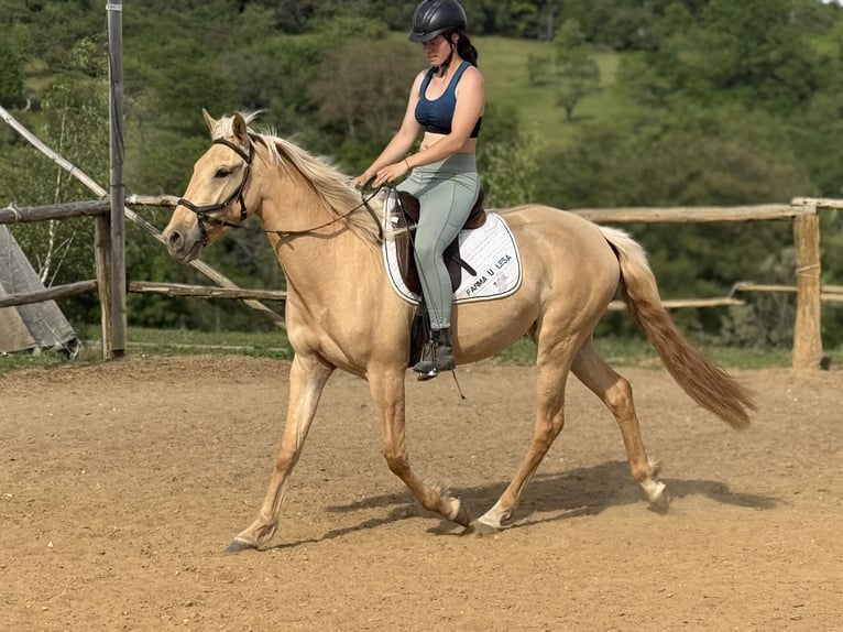 Lusitano Giumenta 3 Anni 160 cm Dunalino in Hýskov
