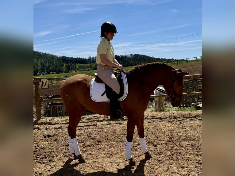Lusitano Giumenta 3 Anni 160 cm Dunalino in Hýskov