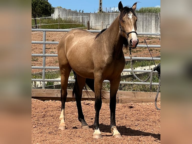 Lusitano Giumenta 3 Anni 160 cm Falbo in Encarnação