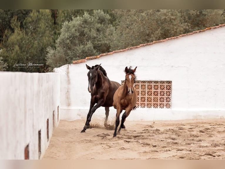Lusitano Giumenta 3 Anni 160 cm Morello in Rio Maior