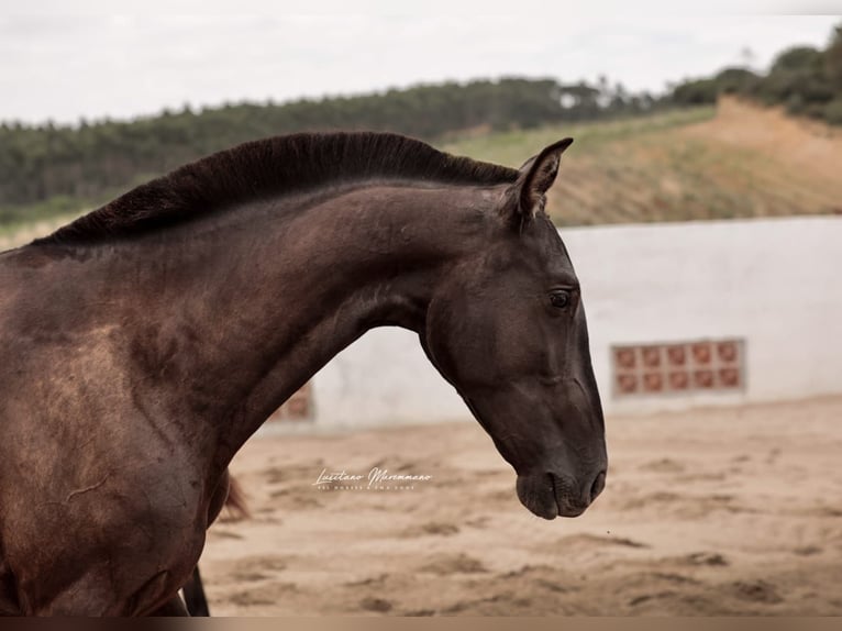 Lusitano Giumenta 3 Anni 160 cm Morello in Rio Maior