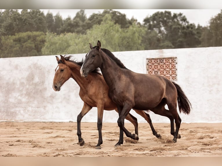 Lusitano Giumenta 3 Anni 160 cm Morello in Rio Maior