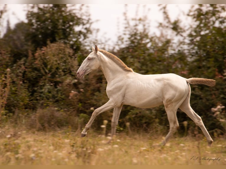 Lusitano Giumenta 3 Anni 160 cm Pearl in W&#xF6;llstein