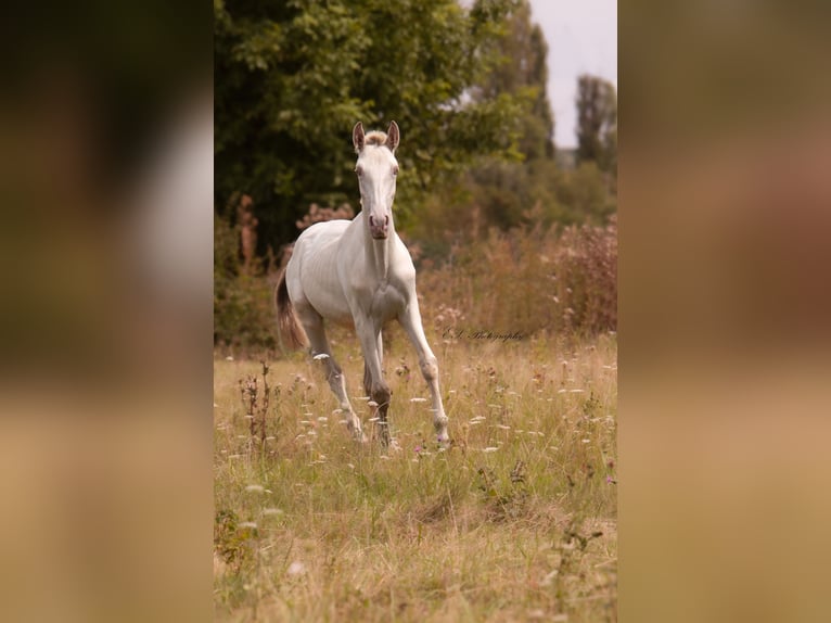 Lusitano Giumenta 3 Anni 160 cm Pearl in W&#xF6;llstein