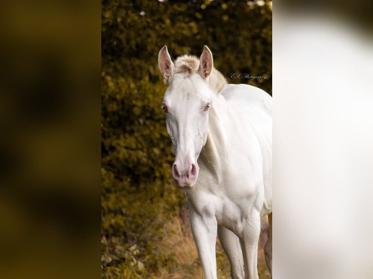 Lusitano Giumenta 3 Anni 160 cm Pearl in W&#xF6;llstein