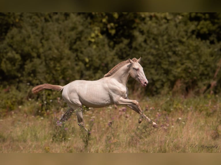 Lusitano Giumenta 3 Anni 160 cm Pearl in W&#xF6;llstein