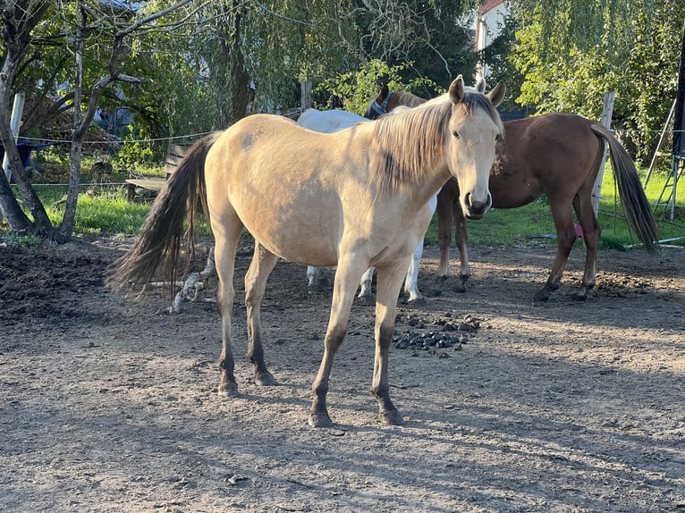 Lusitano Giumenta 3 Anni 160 cm Pelle di daino in Nennhausen OT Damme