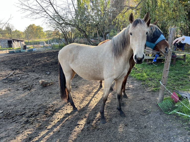 Lusitano Giumenta 3 Anni 160 cm Pelle di daino in Nennhausen OT Damme