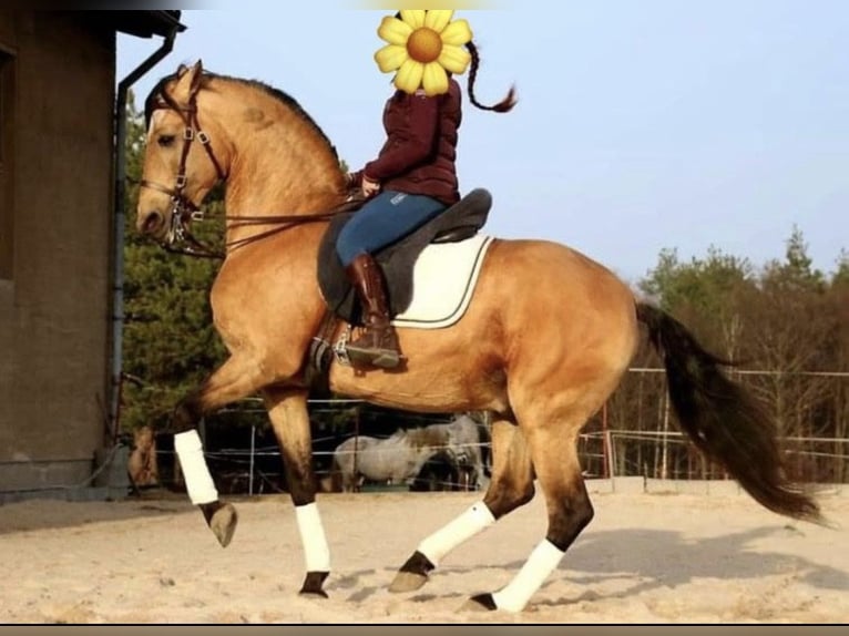 Lusitano Giumenta 3 Anni 160 cm Sauro in Frickenhausen am Main