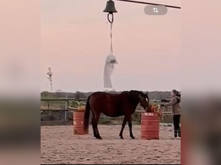 Lusitano Giumenta 3 Anni 160 cm Sauro in Frickenhausen am Main