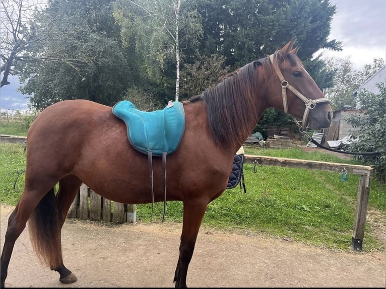 Lusitano Giumenta 3 Anni 160 cm Sauro in Frickenhausen am Main