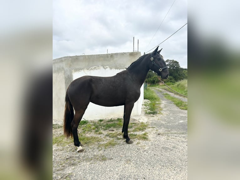 Lusitano Giumenta 3 Anni 161 cm Morello in RIO MAIOR