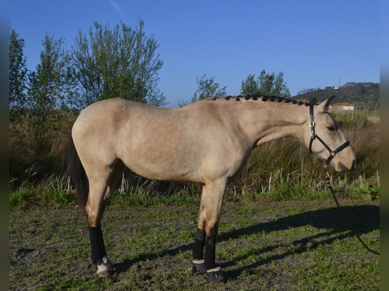 Lusitano Giumenta 3 Anni 161 cm Pelle di daino in Nazaré
