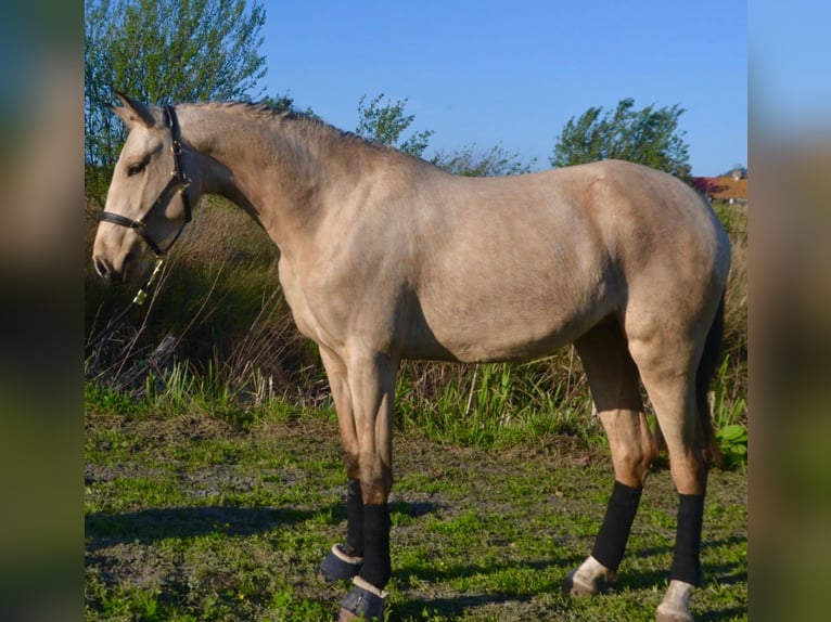 Lusitano Giumenta 3 Anni 161 cm Pelle di daino in Caldas da Rainha
