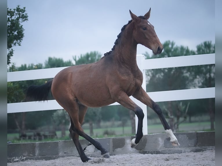 Lusitano Giumenta 3 Anni 162 cm Baio ciliegia in Água Derramada