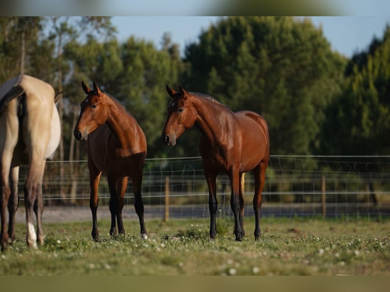 Lusitano Giumenta 3 Anni 162 cm Baio ciliegia in Água Derramada