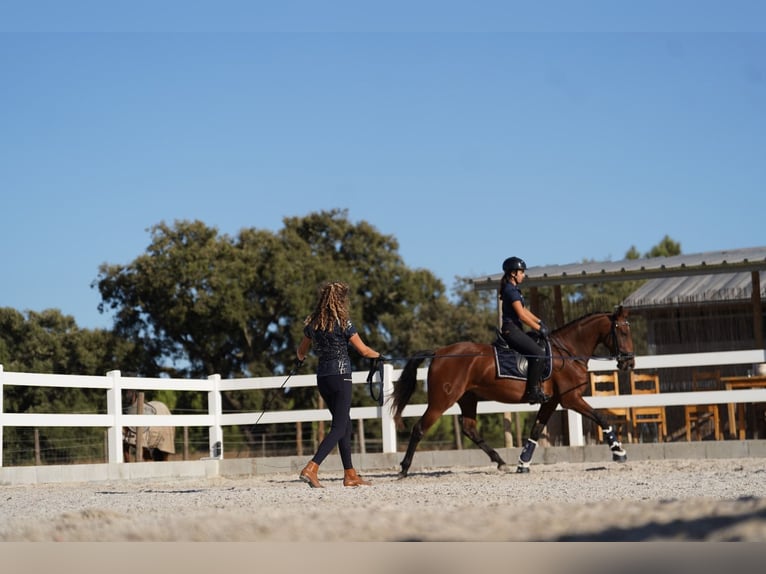 Lusitano Giumenta 3 Anni 162 cm Baio ciliegia in Agua Derramada