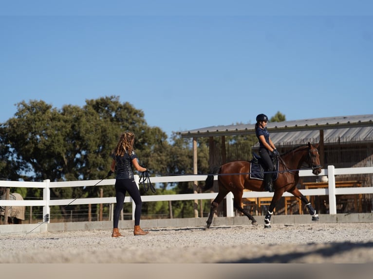 Lusitano Giumenta 3 Anni 162 cm Baio ciliegia in Agua Derramada