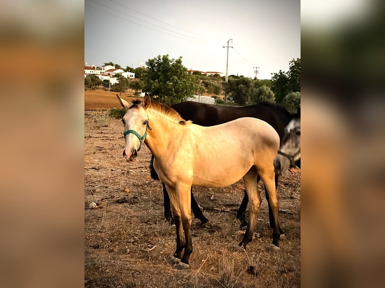 Lusitano Giumenta 3 Anni 162 cm Falbo in pera