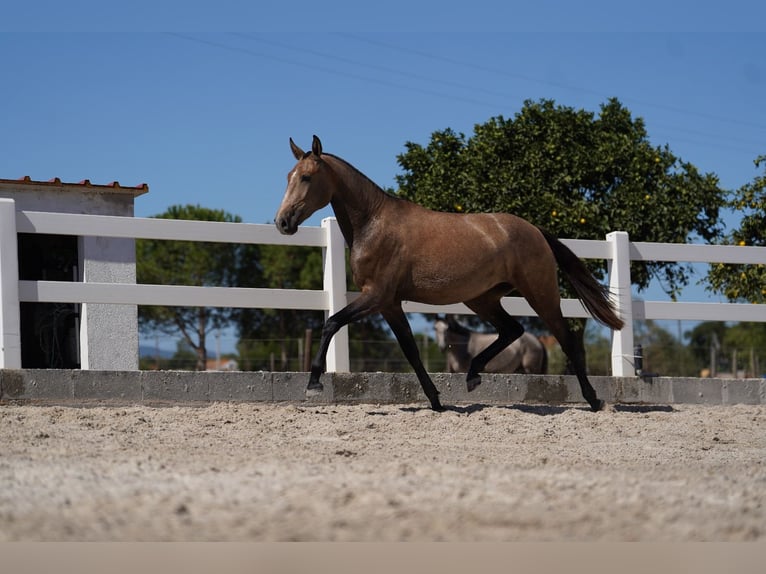 Lusitano Giumenta 3 Anni 162 cm Grigio rossastro in Agua Derramada