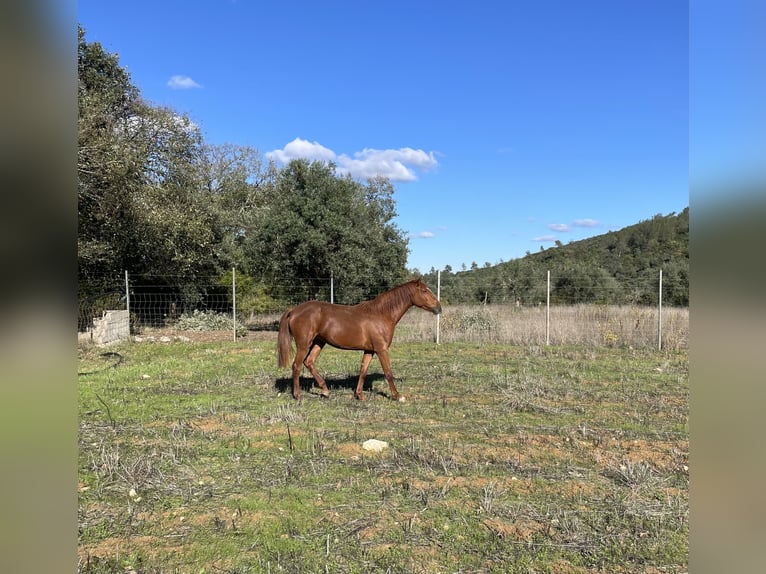 Lusitano Giumenta 3 Anni 162 cm Sauro scuro in Ourém