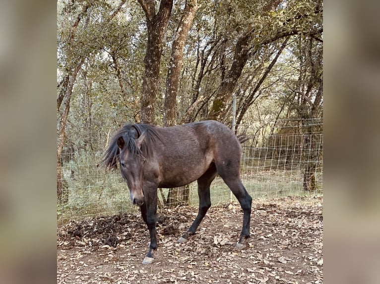 Lusitano Giumenta 3 Anni 164 cm Grigio in ourem