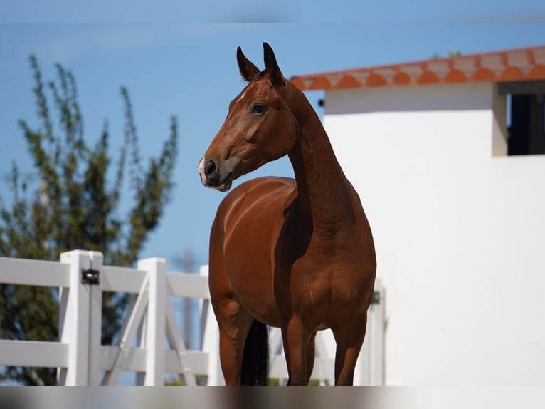 Lusitano Mix Giumenta 3 Anni 165 cm Baio ciliegia in Agua Derramada